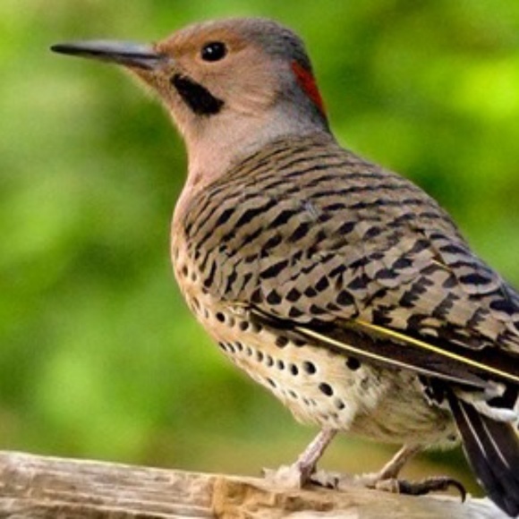 Meet your Posher, Ashley - Picture 1 of 1